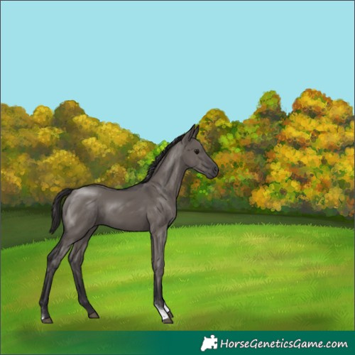 Horse Color:Smoky Grullo Tobiano Rabicano 