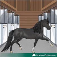 Horse Color:Black 