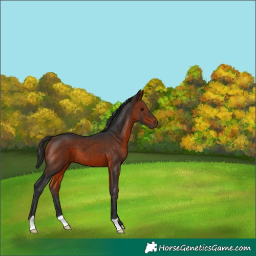 Horse Color:Bay 