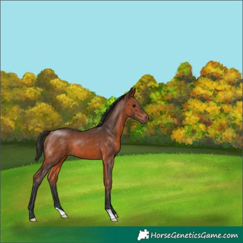 Horse Color:Bay 