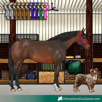 Horse Color:Bay 