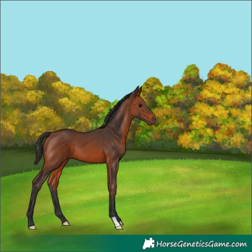 Horse Color:Bay 