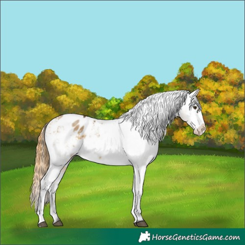 Horse Color:Buckskin Dun Appaloosa 
