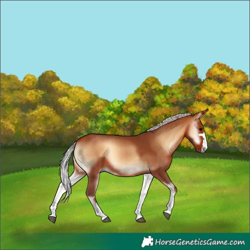 Horse Color:Silver Bay Onyx 