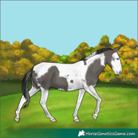 Horse Color:Grullo Splash Tobiano 