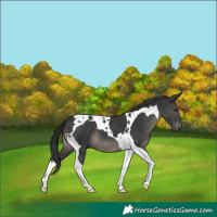Horse Color:Black Tobiano 