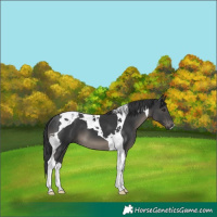 Horse Color:Black Tobiano
