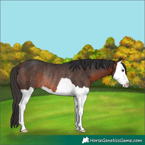 Horse Color:Brown Splash Rabicano 