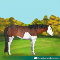 Horse Color:Brown Splash Rabicano 