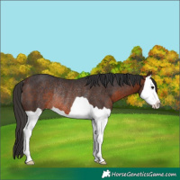 Horse Color:Brown Splash Rabicano 