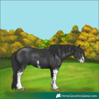 Horse Color:Black Mushroom Sabino 