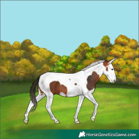 Horse Color:Bay Splash Tobiano