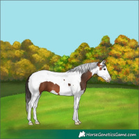 Horse Color:Bay Splash Tobiano 