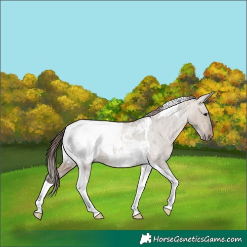 Horse Color:Brown Roan Dun Tobiano Appaloosa 
