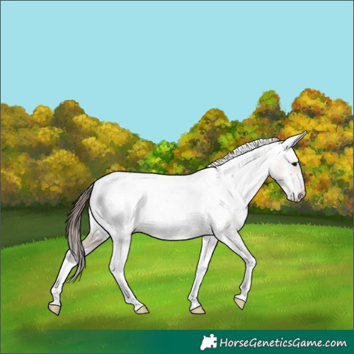 Horse Color:Brown Roan Dun Tobiano Appaloosa 