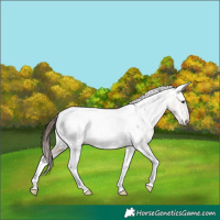 Horse Color:Brown Roan Dun Tobiano Appaloosa 
