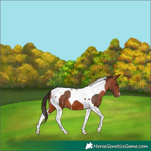 Horse Color:Bay Tobiano Appaloosa 