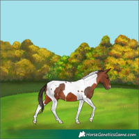 Horse Color:Bay Tobiano Appaloosa 