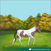 Horse Color:Bay Tobiano Blanket 