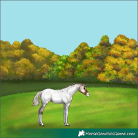 Horse Color:Silver Brown Roan Onyx Tobiano Appaloosa