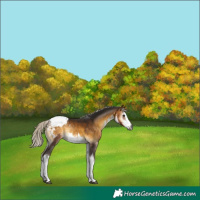 Horse Color:Gray White Spotted Silver Buckskin Onyx Appaloosa 