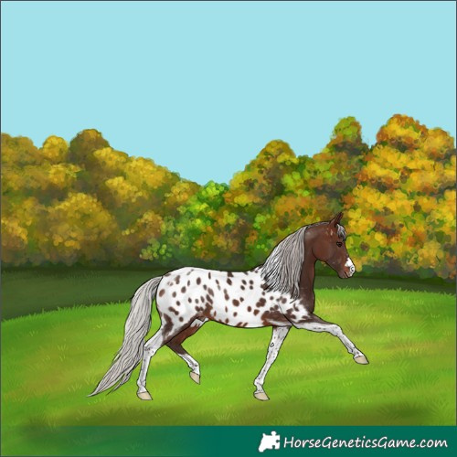 Horse Color:Silver Brown Tobiano Appaloosa 