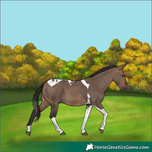 Horse Color:Brown Dun Tobiano 