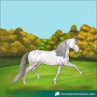 Horse Color:Bay Appaloosa