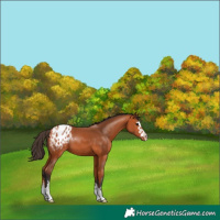 Horse Color:Bay Appaloosa