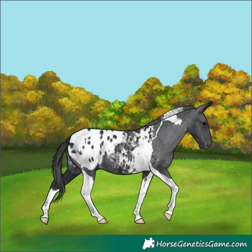 Horse Color:Black Tobiano Appaloosa 