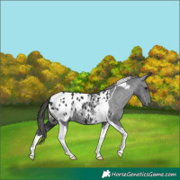 Horse Color:Black Tobiano Blanket 