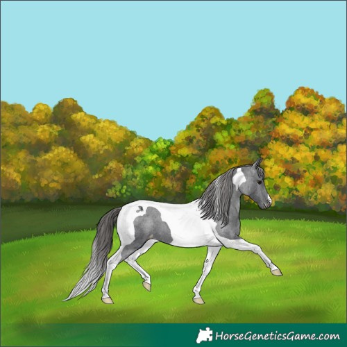 Horse Color:Black Tobiano Appaloosa 