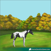 Horse Color:Black Tobiano Appaloosa