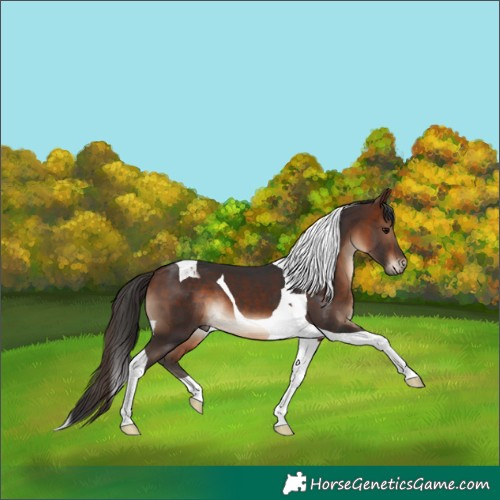 Horse Color:Bay Tobiano 