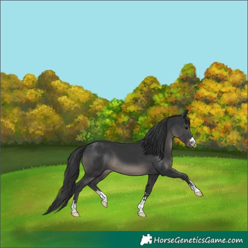Horse Color:Black 