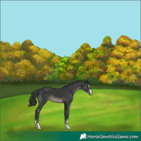 Horse Color:Black 