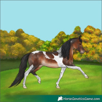 Horse Color:Brown Tobiano 