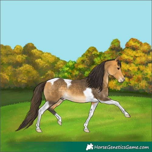 Horse Color:Buckskin Tobiano 