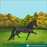 Horse Color:Black 