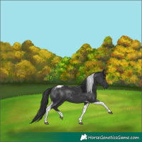 Horse Color:Black Tobiano 
