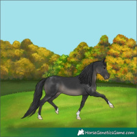 Horse Color:Black 