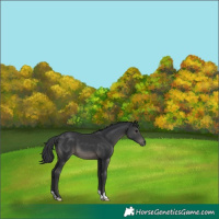Horse Color:Black 