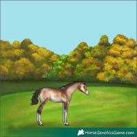 Horse Color:Bay Onyx 