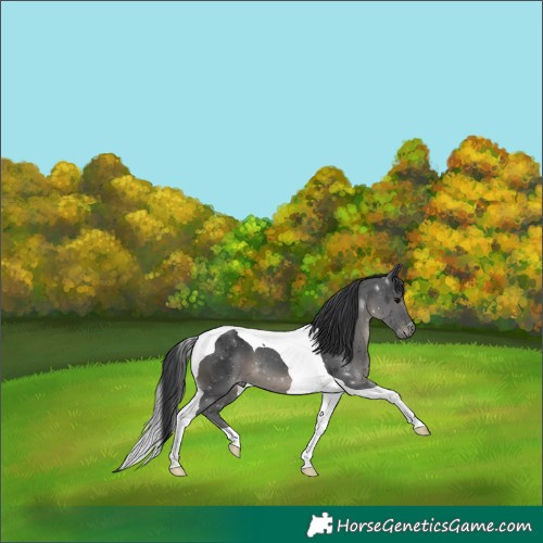 Horse Color:Black Tobiano 