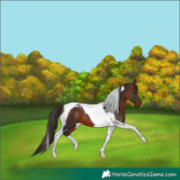 Horse Color:Bay Tobiano 