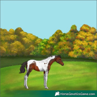 Horse Color:Bay Tobiano 