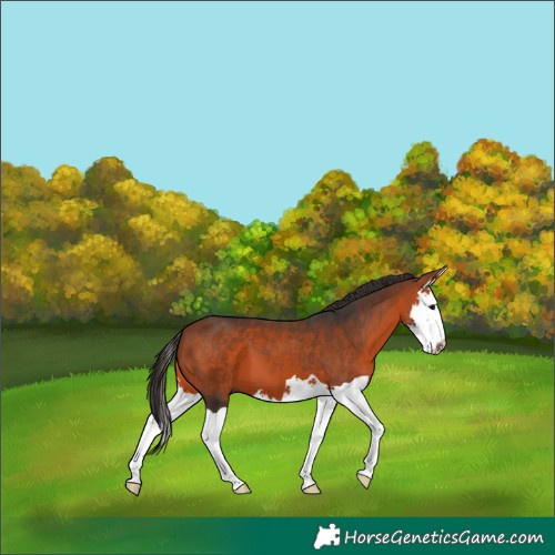 Horse Color:Bay Splash 