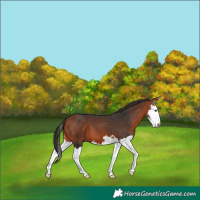 Horse Color:Bay Splash 