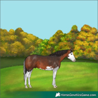 Horse Color:Bay Splash