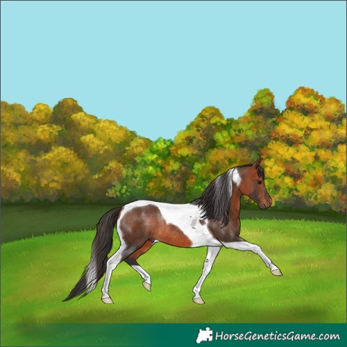 Horse Color:Bay Tobiano Rabicano 